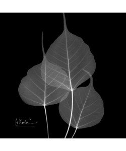 Albert Koetsier, BLACK + WHITE LEAVES I