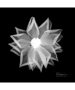 Albert Koetsier, BLACK + WHITE FLOWER I