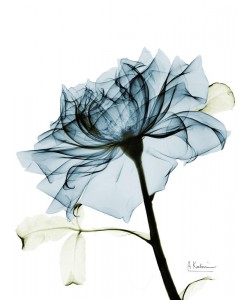 Albert Koetsier, X-RAY ROSE I