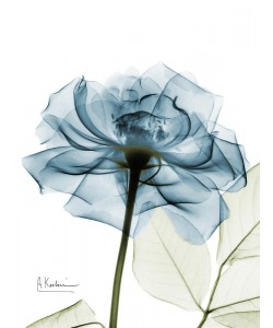 Albert Koetsier, X-RAY ROSE II