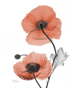 Albert Koetsier, FLOWERS IN RED VIII