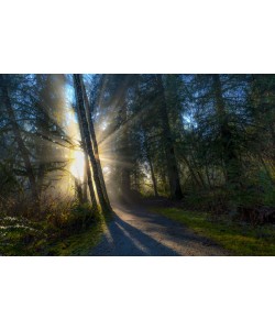 Vladimir Kostka, FOREST SUN RAYS