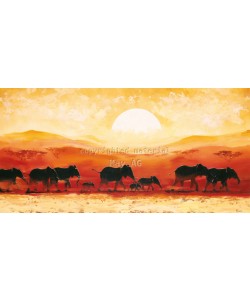 Renee, Elephants in sunset
