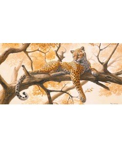 Frank Norman, Laying tiger