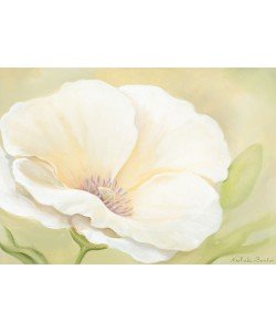 Nathalie Boucher, White flower II
