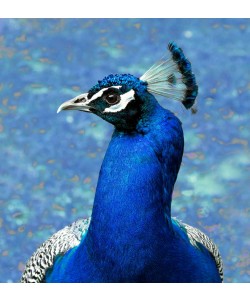 Conny Krakowski, Pfau 