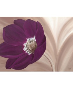 Kaye Lake, VELVET ANEMONE