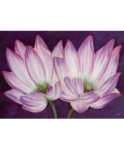 Kaye Lake, PURPLE LOTUS