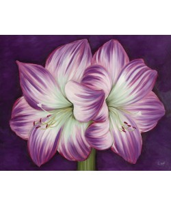 Kaye Lake, PURPLE AMARYLLIS