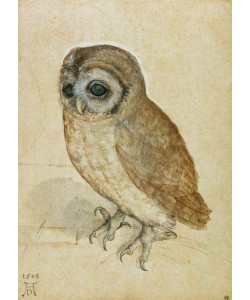 Albrecht Dürer, Käuzchen