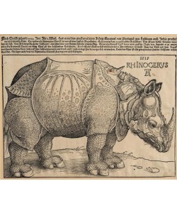 Albrecht Dürer, Rhinozeros