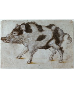 Lucas Cranach der Ältere, Dunkelbraun geflecktes Wildschwein nach links