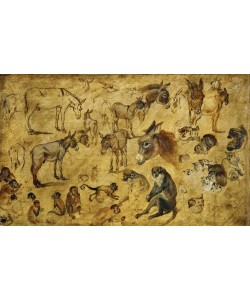 Jan Brueghel der Ältere, Tierstudien