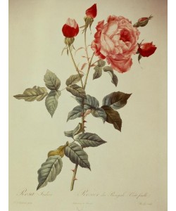 PIERRE-JOSEPH REDOUTÉ, Rosa indica