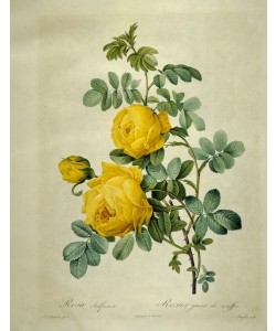 PIERRE-JOSEPH REDOUTÉ, Rosa Sulfurea