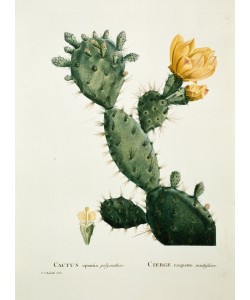 PIERRE-JOSEPH REDOUTÉ, Opuntia tuna