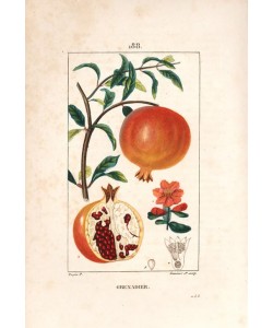 Lambert Junior, Pomegranate tree, Punica granatum