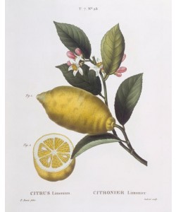 Pancrace Bessa, Botany – Rutaceae – Lemon