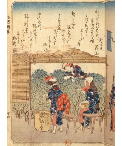 Katsushika Hokusai, Teepflückerinnen