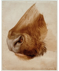 Albrecht Dürer, Maul eines Rindes von der Seite