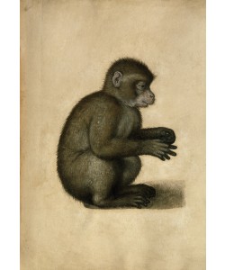 Albrecht Dürer, Affe