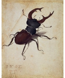 Albrecht Dürer, Hirschkäfer
