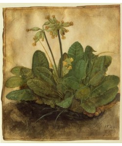 Albrecht Dürer, Schlüsselblume