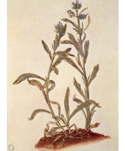Albrecht Dürer, Liebäugel