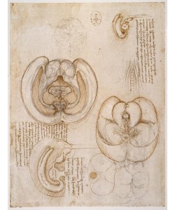 Leonardo da Vinci, Anatomiestudien