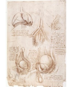Leonardo da Vinci, Anatomiestudien: Lungen, Blase...
