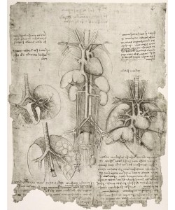 Leonardo da Vinci, Anatomiestudien