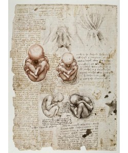 Leonardo da Vinci, Fötus im Uterus