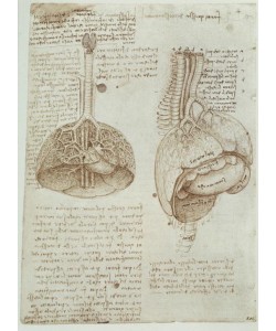 Leonardo da Vinci, Anatomiestudien