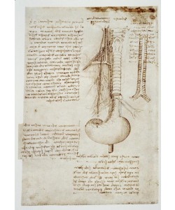 Leonardo da Vinci, Anatomiestudien