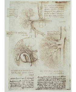 Leonardo da Vinci, Anatomiestudien
