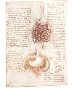 Leonardo da Vinci, Anatomiestudien: Verdauungsapparat