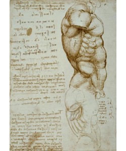Leonardo da Vinci, Anatomiestudien