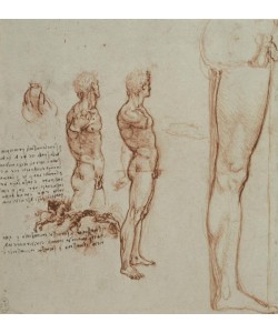 Leonardo da Vinci, Anatomiestudien