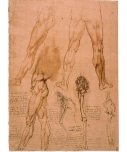 Leonardo da Vinci, Anatomiestudien: Beinmuskulatur