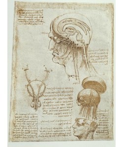 Leonardo da Vinci, Anatomiestudien: Gehirn, Hirnkammern und Hirnnerven / männl. Urogenitalapparat