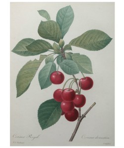 PIERRE-JOSEPH REDOUTÉ, Royal Cherry