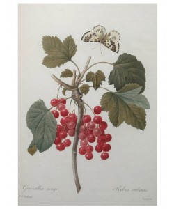 PIERRE-JOSEPH REDOUTÉ, Red Gooseberry