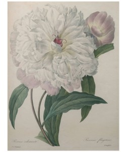 PIERRE-JOSEPH REDOUTÉ, Fragrant Peony