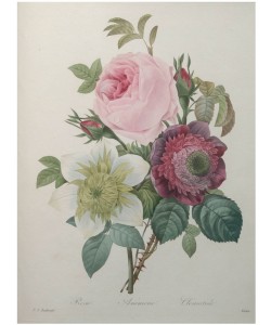 PIERRE-JOSEPH REDOUTÉ, Rose, Anemone - Clematis