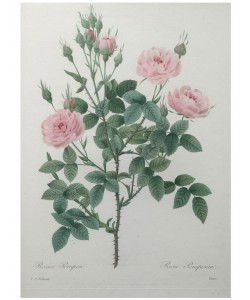 PIERRE-JOSEPH REDOUTÉ, Tassled Rose