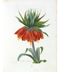 PIERRE-JOSEPH REDOUTÉ, Fritillaire impériale