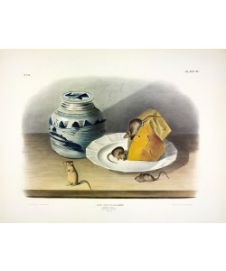 JOHN James AUDUBON, Common Mouse - Male, Female and Young