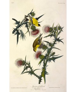 JOHN James AUDUBON, American Goldfinch, Fringilla Tristis