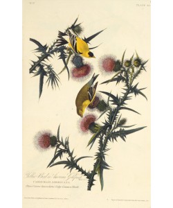 John James Audubon, The American goldfinch
