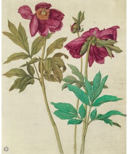 Albrecht Dürer, Pfingstrosen